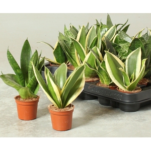 SANSEV TRIFASCIA  OV