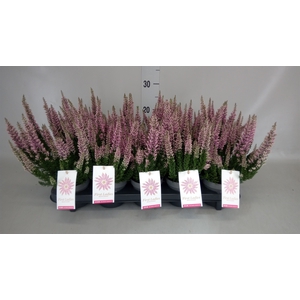 Calluna vulg. 'First-L Lady Veroni'