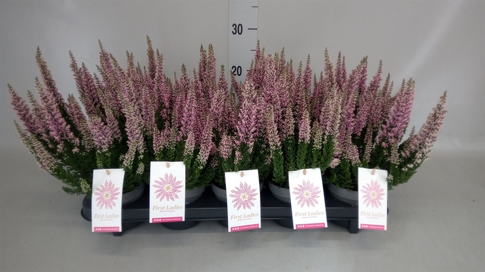 <h4>Calluna vulg. 'First-L Lady Veroni'</h4>