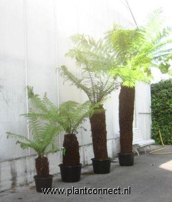 <h4>dicksonia antarctica</h4>