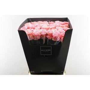 R Gr Sophia Loren L80 (allure)