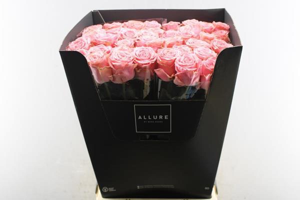 <h4>R Gr Sophia Loren L80 (allure)</h4>