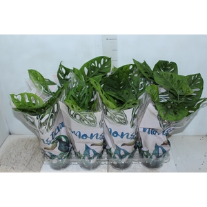 MONSTERA OBLIQUA ADANSONII P15