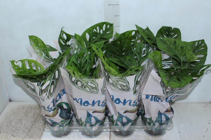 <h4>MONSTERA OBLIQUA ADANSONII P15</h4>