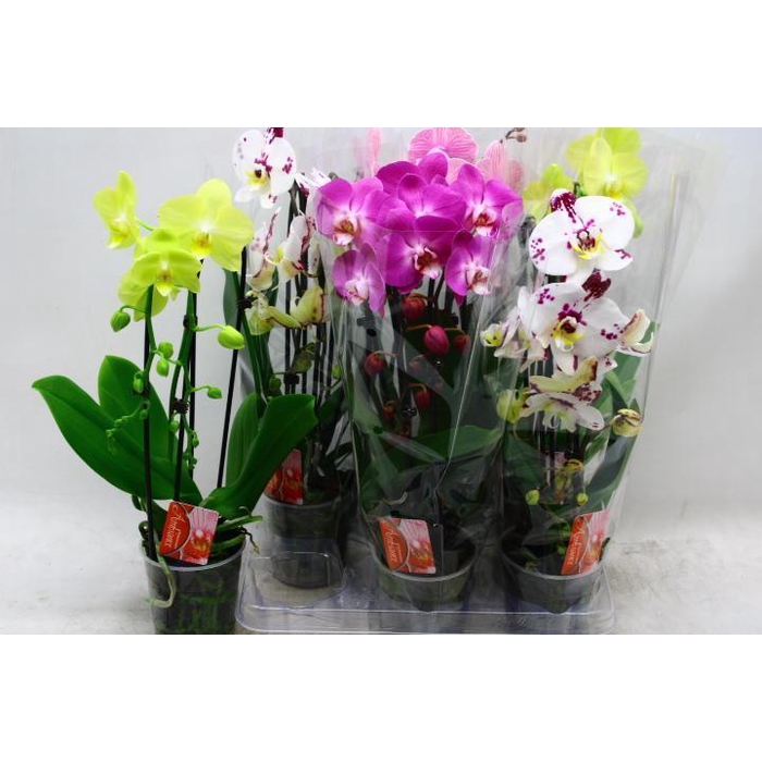<h4>PHAL EL CASCADE</h4>