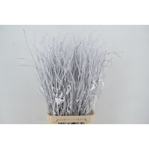 Betula Bs Snow