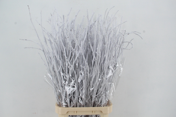 <h4>Betula Snow 120cm per bunch</h4>