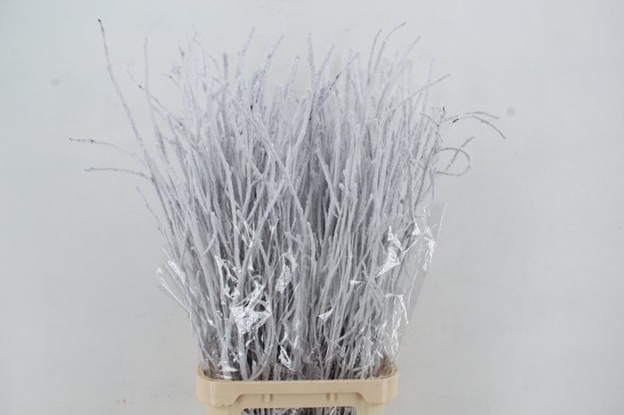 Betula Snow 120cm per bunch