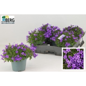 CAMP PORTENSCHLAGIAN