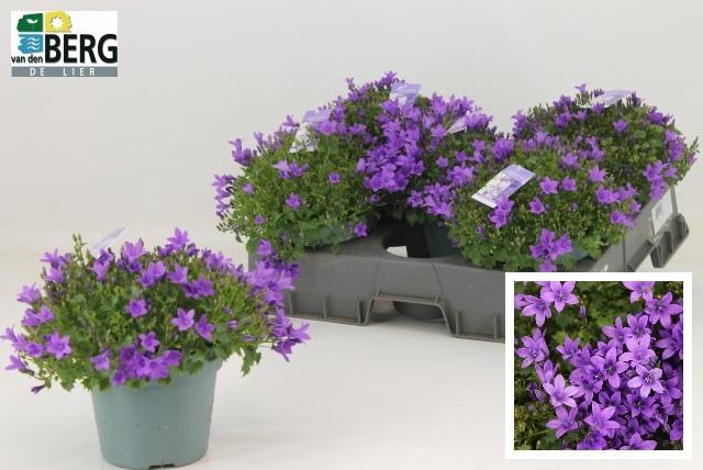 <h4>CAMP PORTENSCHLAGIAN</h4>