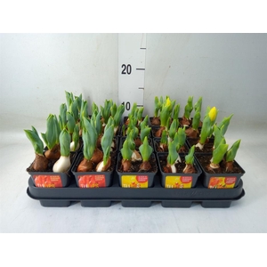 Tulipa DU 'Baby'   ...mix