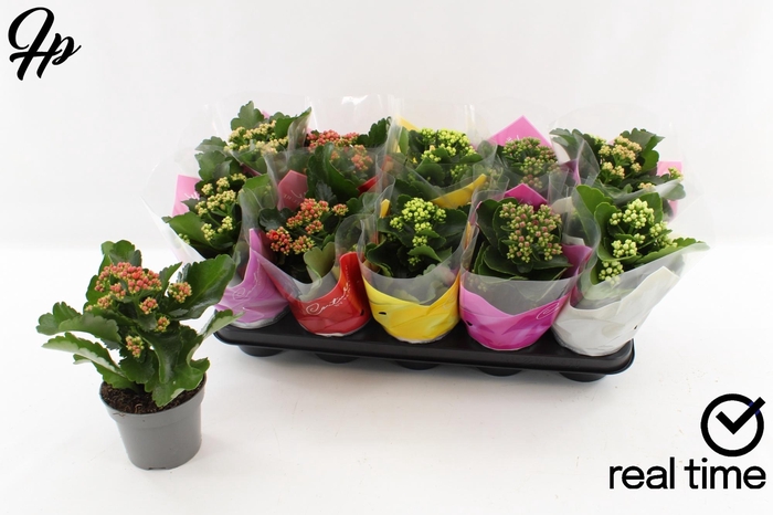 <h4>KAL GE GEM 5 KL</h4>