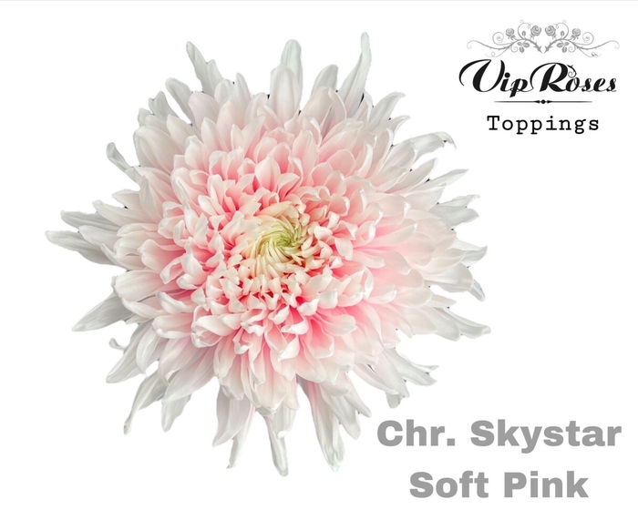 <h4>Chr g Paint Skystar Soft Pink</h4>