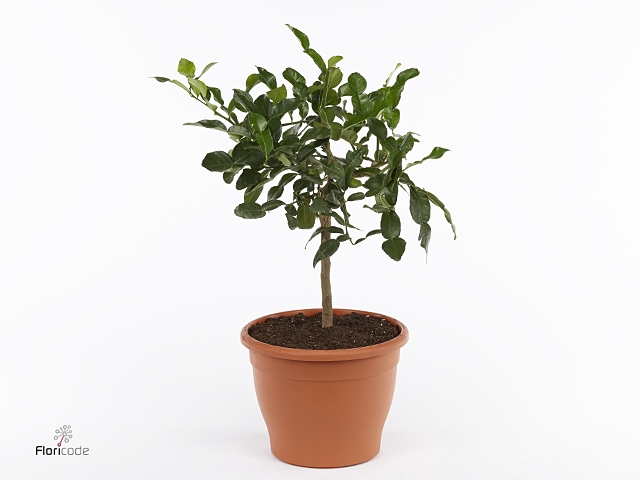Citrus hystrix