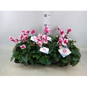 Cyclamen GR 'Halios Friola'