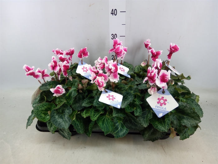 <h4>Cyclamen GR 'Halios Friola'</h4>