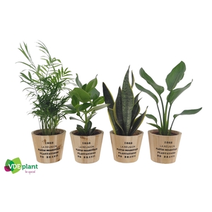 Easy Care mix 12cm in Nairobi pot
