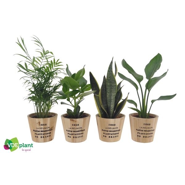 <h4>Easy Care mix 12cm in Nairobi pot</h4>