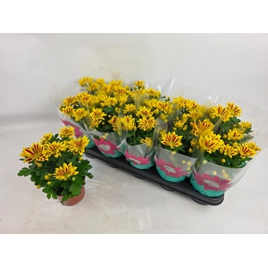 CHRYS RAINB LA WORTH