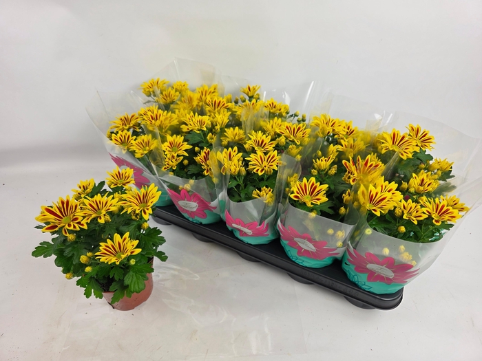 <h4>CHRYS RAINB LA WORTH</h4>