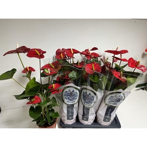 Anthurium Jambo Red