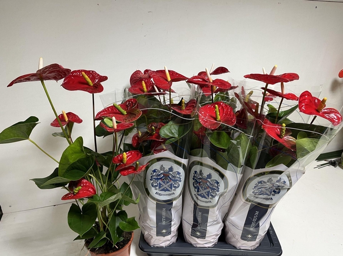 <h4>Anthurium Jambo Red</h4>