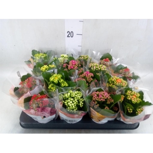 Kalanchoe blos. 'RoyalDon'   ..mix