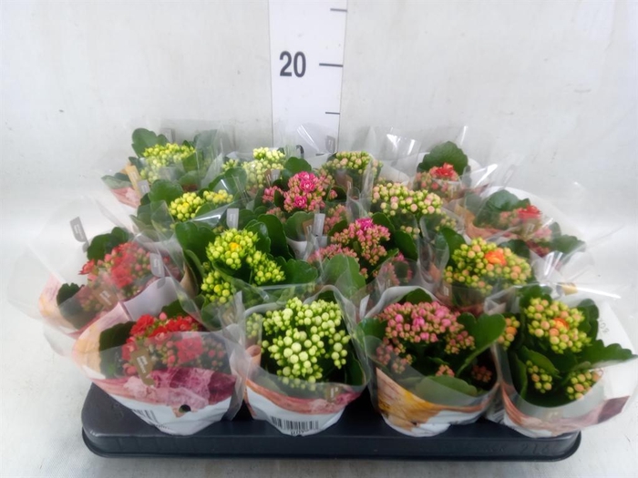 <h4>Kalanchoe blos. 'RoyalDon'   ..mix</h4>