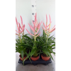 Tillandsia  'Dolce'