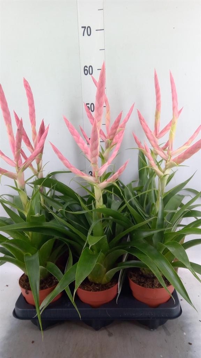 <h4>Tillandsia  'Dolce'</h4>