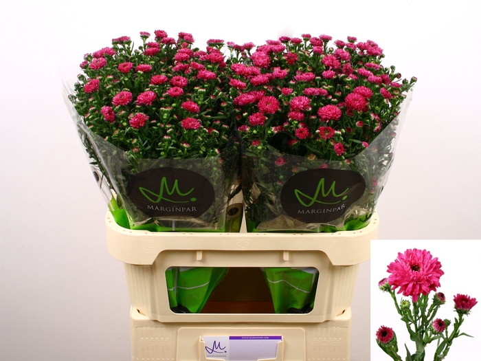 <h4>ASTER N-B 'FLASH'</h4>