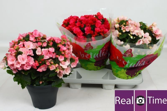 BEG EN BETULIA GEM