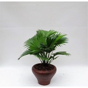 LIVISTONA ROTUNDIFOL