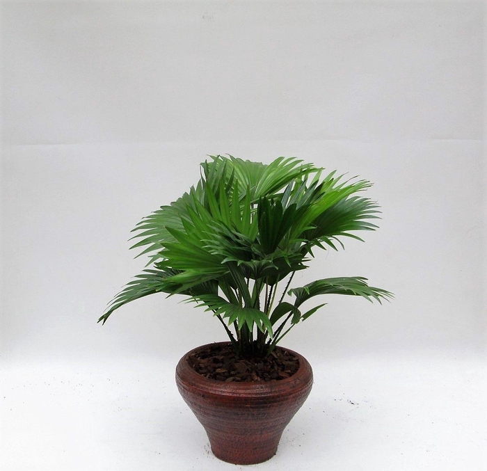 <h4>Livistona rotundifolia hoedje bruin met schors</h4>