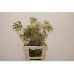 Clematis Pluis P Bunch
