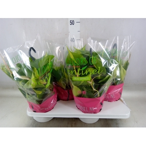 Philodendron scand. 'Brasil'
