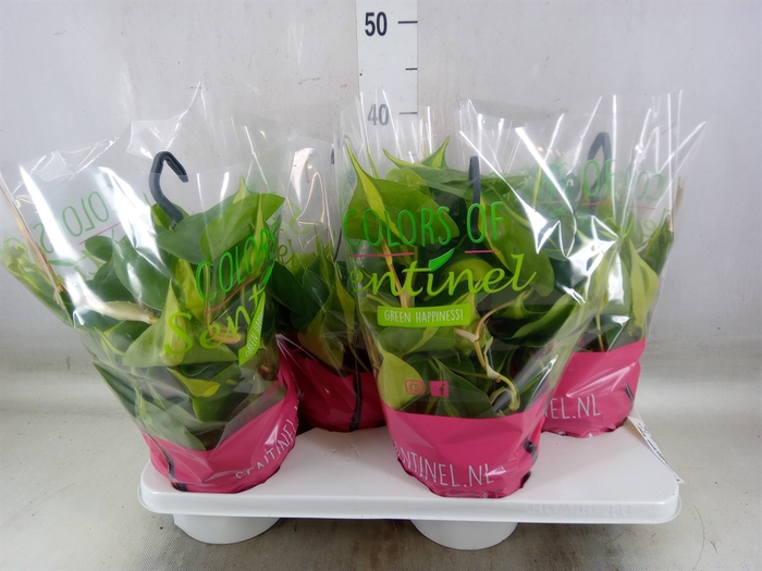 <h4>Philodendron scand. 'Brasil'</h4>