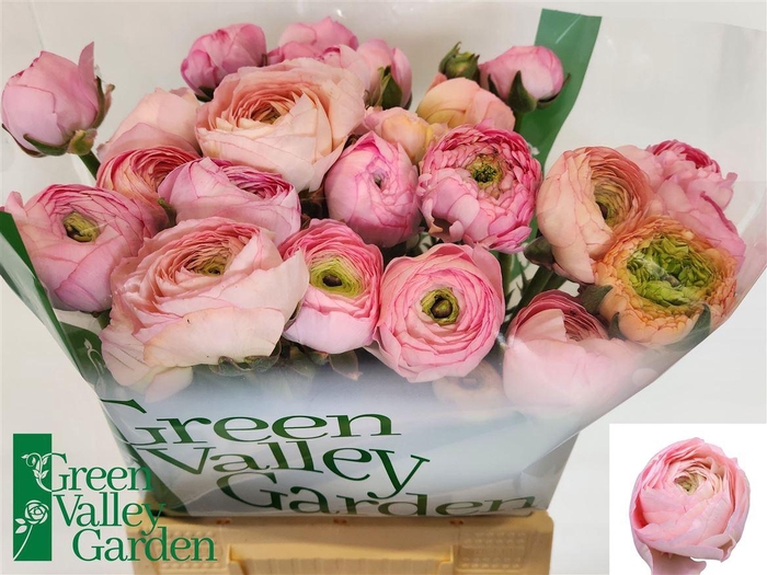 <h4>Ran Juliette</h4>