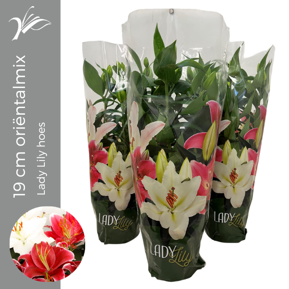 <h4>Lilium 19 cm oriëntalmix Lady Lily hoes (or. lelie)</h4>
