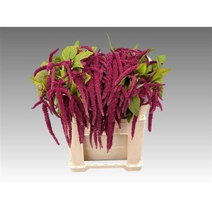Amar Ca Red Cord