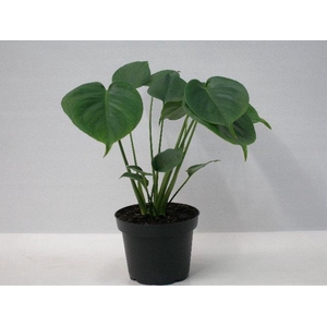 MONSTERA DELICIOSA P13