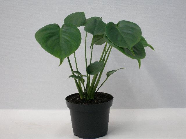 <h4>MONSTERA DELICIOSA P13</h4>