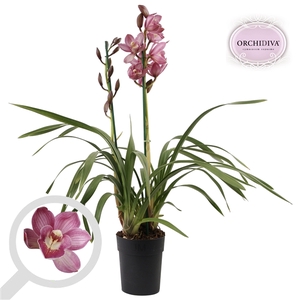 Cymbidium donker roze 2 tak