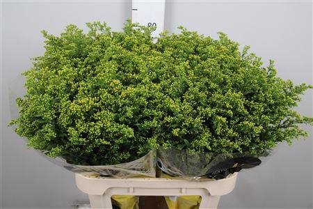 <h4>Soli Carzan Glory</h4>