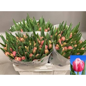 Tulp D Columbus