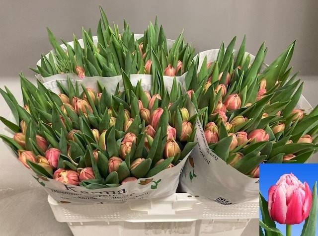 <h4>Tulp D Columbus</h4>