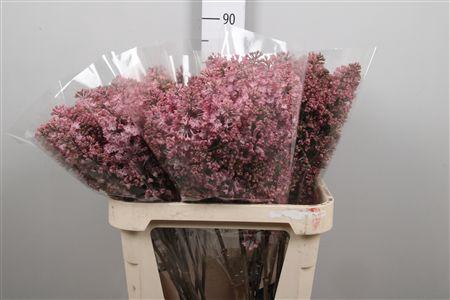 Syr Hy Maidens Blush 4+