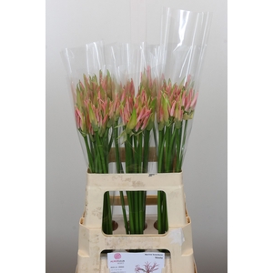 Nerine Vesta K