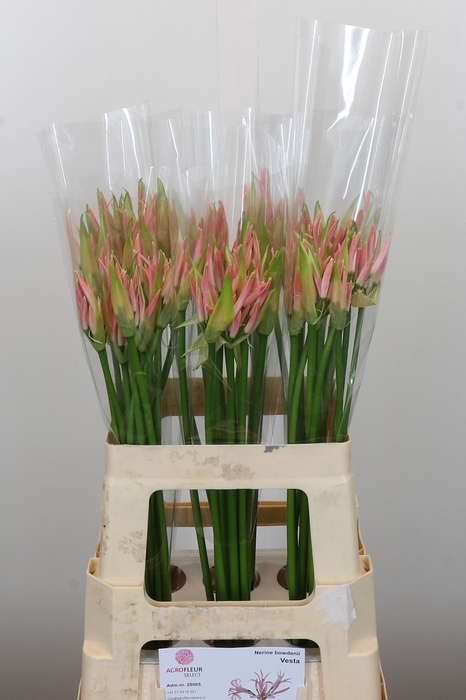 <h4>Nerine Vesta K</h4>