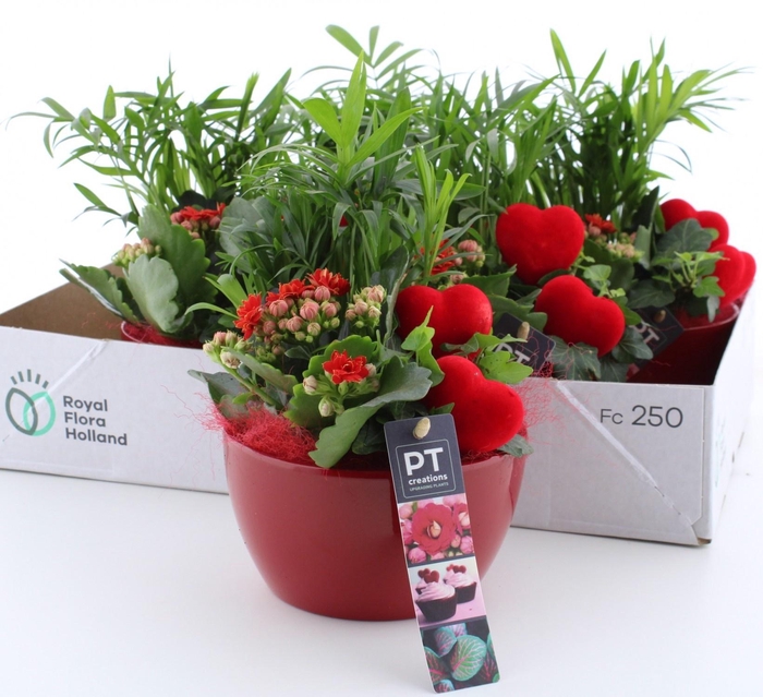 <h4>ARR KAMERPL</h4>